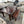 Dining Table and Bench