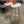 White Molded Shell Backless Stools (Set of 2)